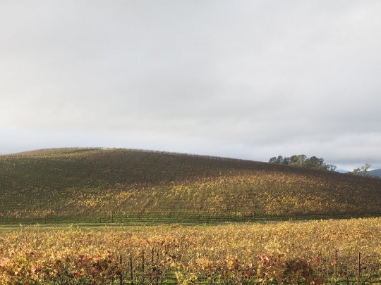 The original Windows XP Background location taken in Sonoma Valley, California